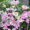 Kép 1/2 - Bougainvillea Mary Palmer 
