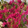 Kép 1/2 - Bougainvillea Red Butterfly