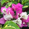 Kép 1/2 - Bougainvillea Thimma