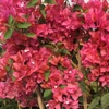 Kép 1/2 - Bougainvillea Vilma Rozita