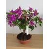 Kép 2/5 - Bougainvillea alexandra Bonsai