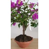 Kép 3/5 - Bougainvillea alexandra Bonsai