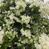 Kép 1/2 - Bougainvillea Shubra murvafürt