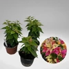 Kép 2/2 - Bougainvillea Aussie gold