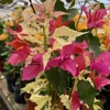 Kép 1/2 - Bougainvillea 'El Tinto' 
