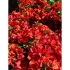 Kép 1/8 - Bougainvillea-Murvafürt Flame