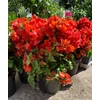 Kép 2/8 - Bougainvillea-Murvafürt Flame