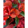 Kép 3/8 - Bougainvillea-Murvafürt Flame