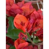 Kép 4/8 - Bougainvillea-Murvafürt Flame