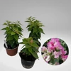 Kép 2/2 - Bougainvillea Imperial Thai delight