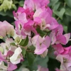Kép 1/2 - Bougainvillea Imperial Thai delight