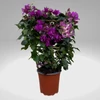 Kép 1/3 - Törzses bougainvillea alexandra 