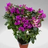 Kép 2/3 - Törzses bougainvillea alexandra 