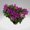 Kép 3/3 - Törzses bougainvillea alexandra 