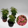 Kép 2/2 - Bougainvillea Pink Clusters