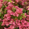 Kép 1/2 - Bougainvillea Pink Clusters