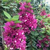 Kép 1/2 - Bougainvillea Pink pixie