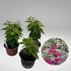 Kép 2/2 - Bougainvillea Raspberry Ice