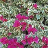Kép 1/2 - Bougainvillea Raspberry Ice