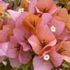 Kép 1/2 - Bougainvillea Pink Clusters