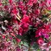 Kép 1/3 - Bougainvillea-Murvafürt Bordó