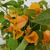 Kép 1/3 - Bougainvillea-Murvafürt Sárga
