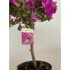 Kép 3/4 - Törzses bougainvillea alexandra 