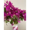 Kép 4/4 - Törzses bougainvillea alexandra 