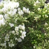 Kép 1/2 - Bougainvillea Vanilla Ice
