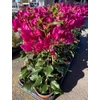 Kép 2/3 - Bougainvillea-Murvafürt Vera deep Purple