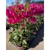 Kép 3/3 - Bougainvillea-Murvafürt Vera deep Purple