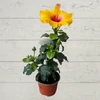 Kép 2/2 - d_tahiti_hibiszkusz_midi