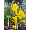 Kép 2/2 - Tölcsérjázmin Bloom Bells Yellow