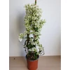 Kép 2/2 - Bougainvillea-Murvafürt Fehér