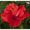 Kép 1/5 - Hibiszkusz - Bari