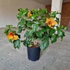 Kép 2/2 - Hibiszkusz - nagy bokor