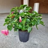 Kép 2/2 - Hibiszkusz_nagy_bokor_