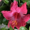 Kép 1/2 - Hibiszkusz - nagy bokor