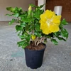 Kép 2/2 - Hibiszkusz - nagy bokor