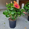 Kép 2/2 - Hibiszkusz_nagy_bokor_