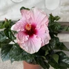 Kép 1/2 - Hibiszkusz - nagy bokor