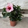 Kép 2/2 - Hibiszkusz_nagy_bokor_