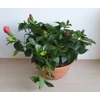 Kép 2/5 - Hibiszkusz - Bordeaux