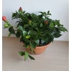 Kép 3/5 - Hibiszkusz - Bordeaux