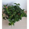 Kép 4/5 - Hibiszkusz - Bordeaux