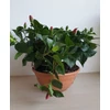 Kép 5/5 - Hibiszkusztál - bordeaux