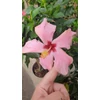 Kép 1/2 - Törzses  Hibiszkusz - Cairo pink