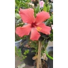 Kép 1/2 - Törzses  Hibiszkusz - sárga virágú