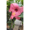 Kép 1/2 - Törzses  Hibiszkusz - sárga virágú