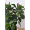 Kép 4/5 - Hibiszkusz - cancun